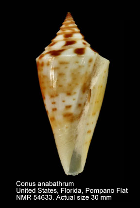 Conus anabathrum.jpg - Conus anabathrumCrosse,1865
